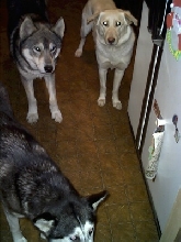 Nunook, Melody and Dutchess