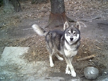 Nunook
