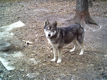 Nunook
