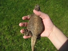 chuckwalla