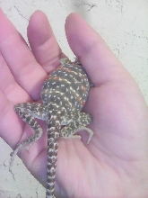 gravid collard?