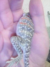 gravid collard?