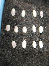 uro eggs