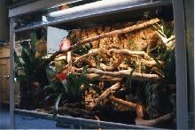 Hydroponic vivarium
