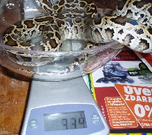 Dwarf burmese python male