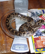 Dwarf burmese python female