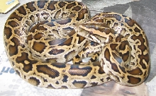 Dwarf burmese python female