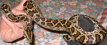 Dwarf burmese python female 2