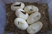 Hypo burmese cross