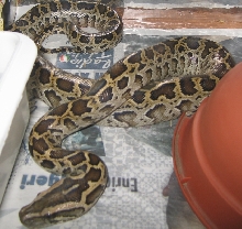 Dwarf burmese python male