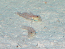 Saltwater - Austin Aquariums