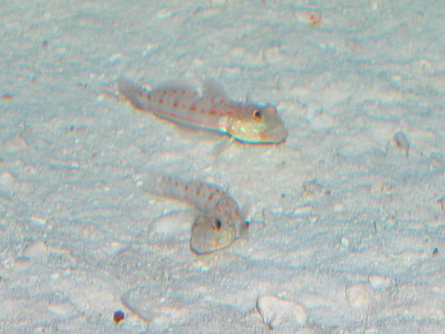 Saltwater - Austin Aquariums