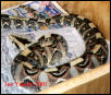 Bitis hybrid copulation