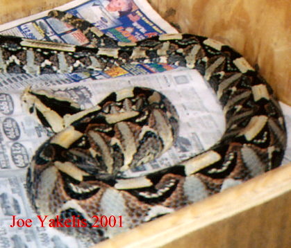 Bitis hybrid copulation