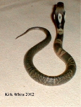 kaouthia 2002