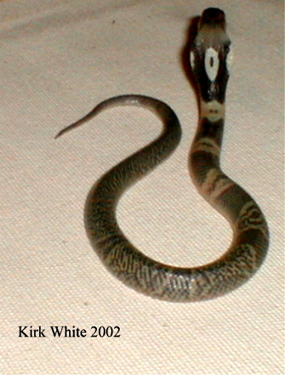 kaouthia 2002