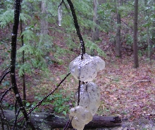 Viscous salamander  embryo sacs