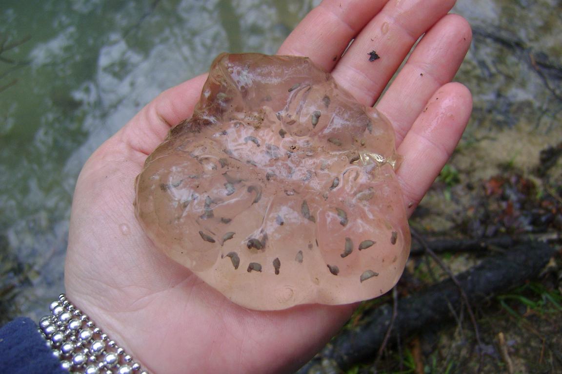 More salamanders as embryos