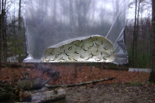 Baby Tiger salamanders?