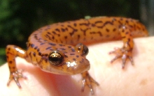 Happy salamander day