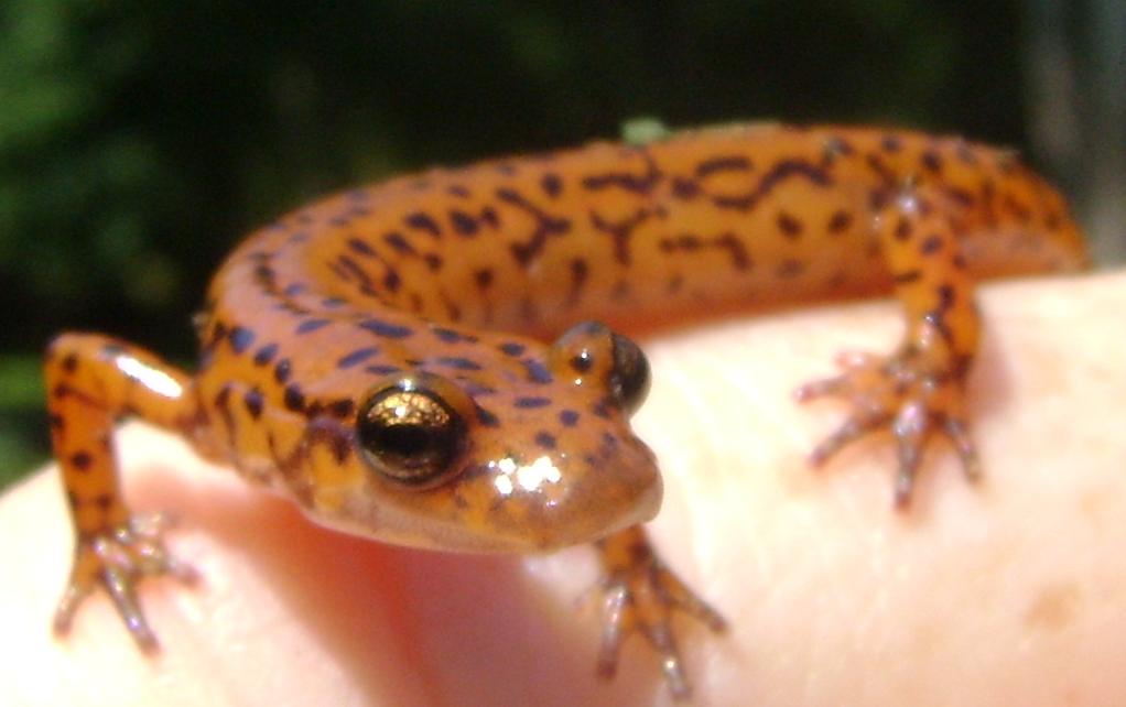Happy salamander day