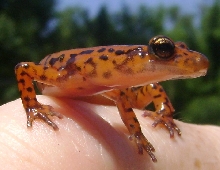 Happy salamander day