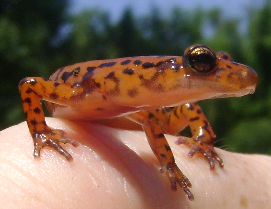 Happy salamander day