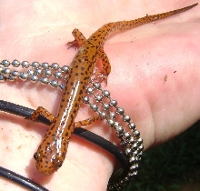 Happy salamander day 3