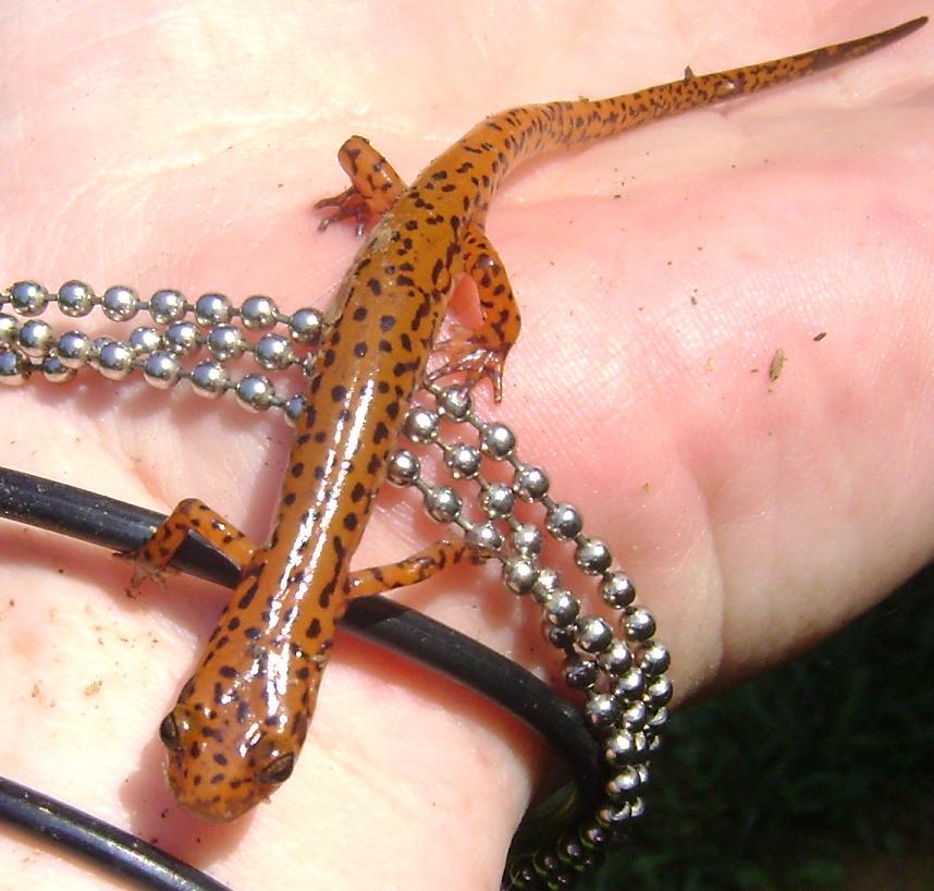 Happy salamander day 3