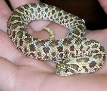 1st female western hognose snake