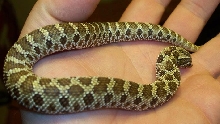 1st female western hognose snake 0002