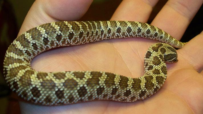 1st female western hognose snake 0002