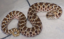 1st female western hognose snake 0003