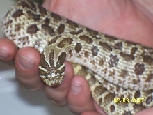 0.1 western hognose