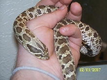 western hognose female