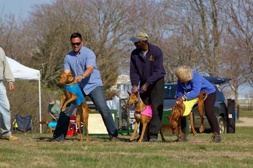 GONE, Coursing, April 19/20