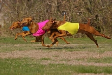GONE, BOB run off, Saturday