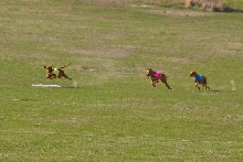 GONE, BOB Run off