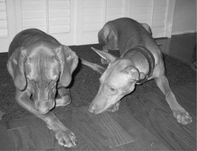 Buddies