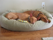 Sleeping Beauties