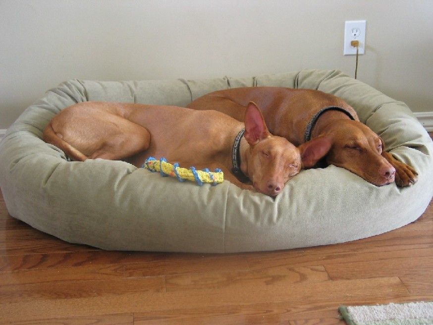 Sleeping Beauties