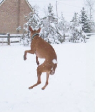 Jumping for Joy