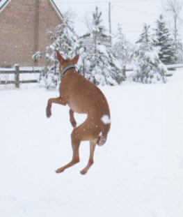 Jumping for Joy