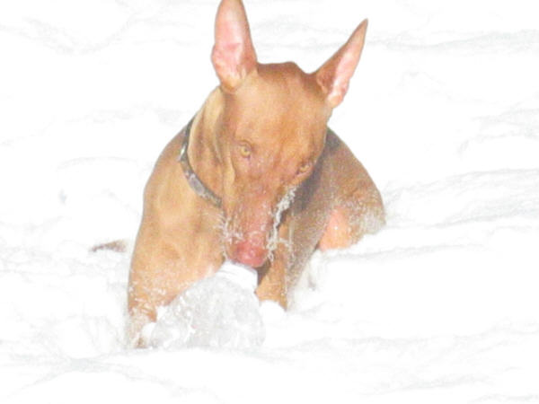 Siren laying in the Snow