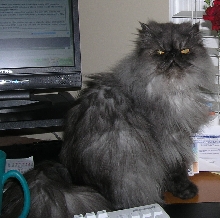 Trickzi Kat Hanging on the Desk