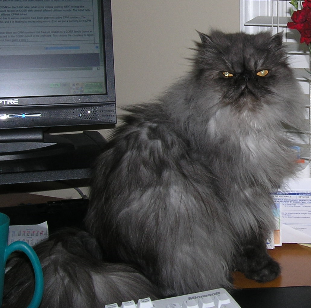 Trickzi Kat Hanging on the Desk