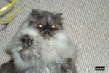 Paw Five to all my Kitty Friends from Trickzi