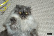 Paw Five to all my Kitty Friends from Trickzi