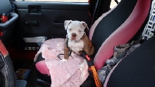 Isis and her 1st Jeep ride