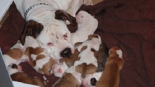 Misha and her Pups